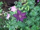 geranium sanguineum Rosa + clematis rasputin