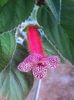 Floare kohleria Peridot Spot.n Dot - poza preluata de pe net