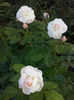 CAM00861