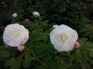 CAM00862