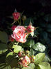 CAM00875