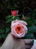 CAM00887