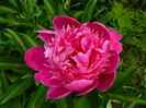 Anemoniflora