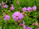 Geranium