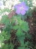 Geranium rossane