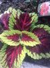 Coleus-urzicuta