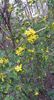 ribes aureum