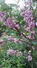 cercis