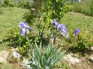 pallida