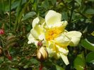 Harrison’s Yellow