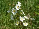 rosa spinosissim repens