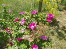 rosa rugosa Rubra