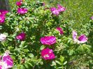 rosa rugosa Rubra