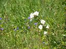 rosa spinosissim repens