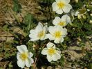 rosa spinosissim repens