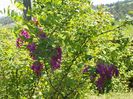 robinia Casque Rouge