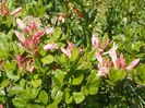 azalea Chanel