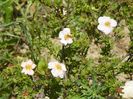 potentilla fruticosa Pink Beauty