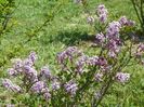 syringa Palibin