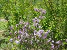 syringa Palibin