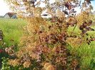 cotinus coggyria Royal Purple