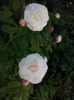 CAM00862