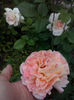 CAM00921