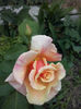 CAM00924