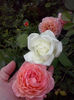 CAM00927