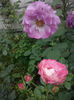 CAM00947