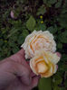 CAM00953
