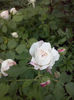 CAM00954