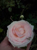 CAM00956
