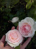 CAM00957
