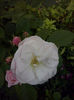CAM00963