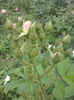 CAM00965