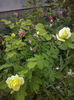 CAM00967