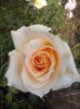 CAM00971