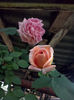 CAM00974