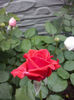 CAM00981