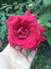 CAM00982