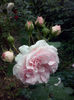 CAM00985