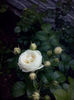 CAM00986