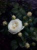 CAM00987