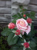 CAM00990