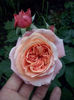 CAM00995