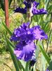 Purple ritz