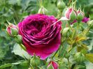 Purple Eden- Ebb Tide