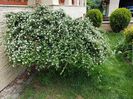 Cotoneaster 2018