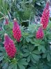 Lupin rosu